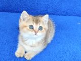 GOLDEN BRİTİSH PONÇİK TESLİME HAZIRDIR