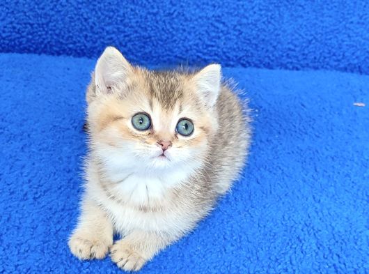 Golden Bri̇ti̇sh Ponçi̇k Tesli̇me Hazirdir