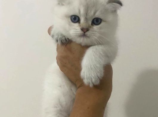 Bu Yavrularımızı Görmeden Karar Vermeyiniz görsel