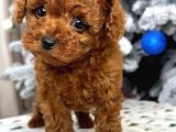 Teacup aile dostu toy poodle