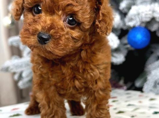Teacup Aile Dostu Toy Poodle