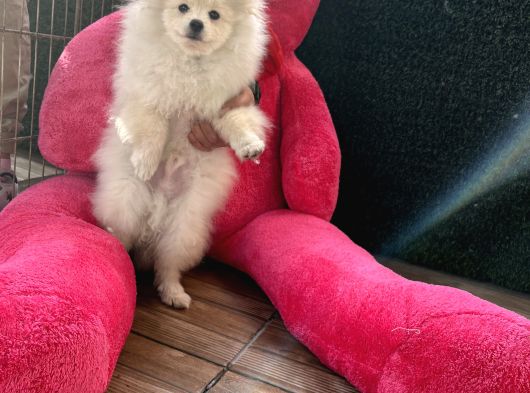 Eği̇ti̇mli̇ Pomeri̇an Boo Ankara görsel