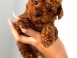 Teacup Aile Dostu Toy Poodle