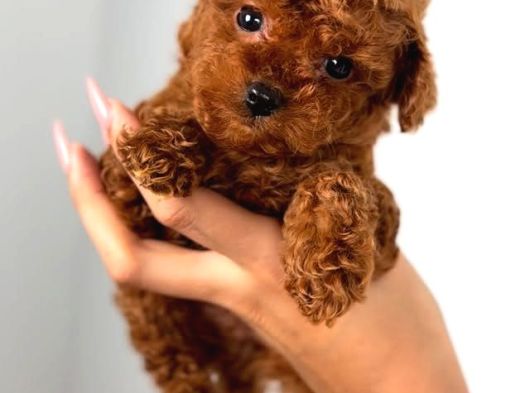 Teacup Aile Dostu Toy Poodle görsel