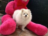 Eği̇ti̇mli̇ Pomeri̇an Boo Ankara