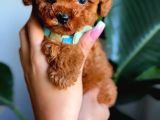 Teacup Aile Dostu Toy Poodle