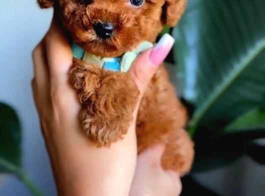 Teacup Aile Dostu Toy Poodle görsel