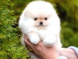 Teacup Pomeranian Boo Yavrularımız