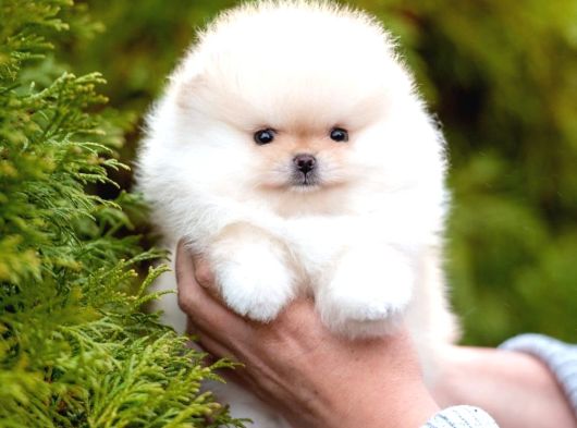 Teacup Pomeranian Boo Yavrularımız görsel