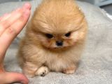 Micro teacup pomeranian bebeklerimiz