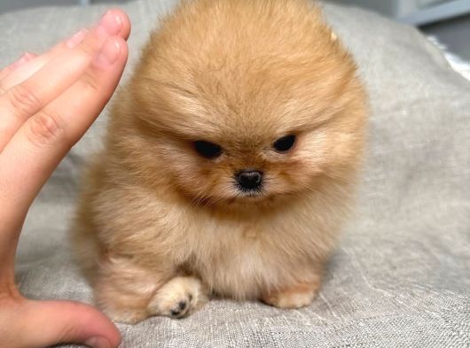 Micro Teacup Pomeranian Bebeklerimiz