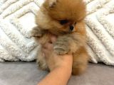 Micro Teacup Pomeranian Bebeklerimiz