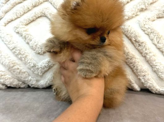 Micro Teacup Pomeranian Bebeklerimiz görsel