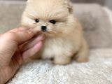 Micro Teacup Pomeranian Bebeklerimiz