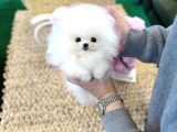 Teacup Pomeranian Boo Yavrularımız