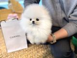 Teacup pomeranian boo yavrularımız