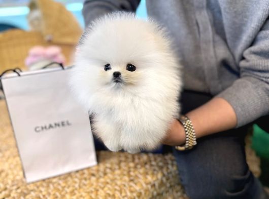 Teacup Pomeranian Boo Yavrularımız