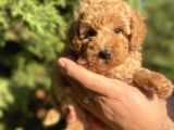Teacup Mini Poodle