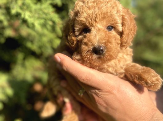 Teacup Mini Poodle