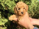Teacup Mini Poodle