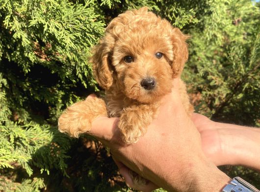 Teacup Mini Poodle görsel