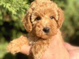 Teacup Mini Poodle