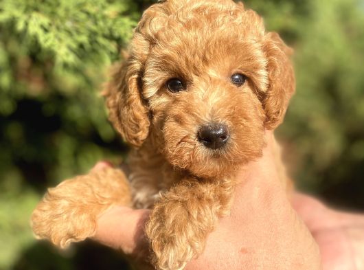 Teacup Mini Poodle görsel