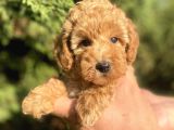 Teacup Mini Poodle
