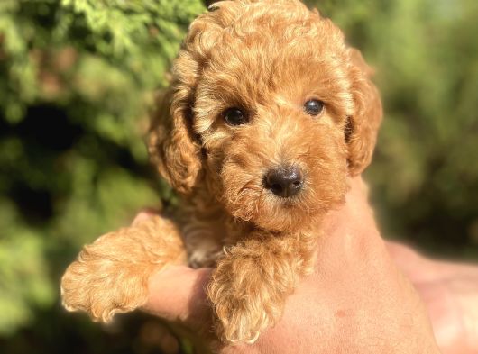 Teacup Mini Poodle görsel
