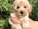 Teacup Mini Poodle