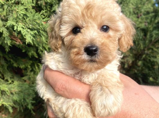 Teacup Mini Poodle görsel