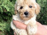 Teacup Mini Poodle
