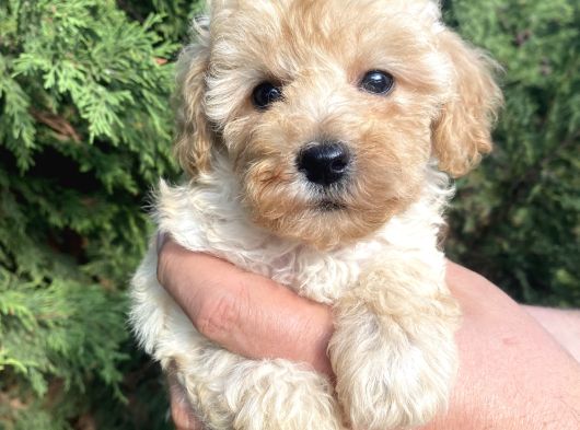 Teacup Mini Poodle görsel