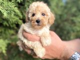 Teacup Mini Poodle