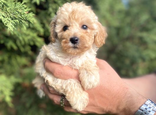 Teacup Mini Poodle görsel