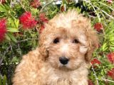 Toy Poodle
