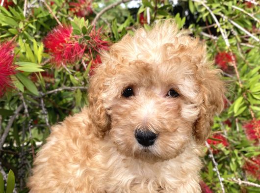 Toy Poodle görsel