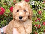 Toy Poodle