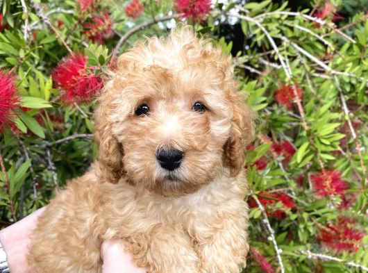 Toy Poodle görsel