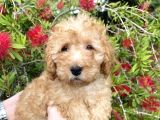 Toy Poodle