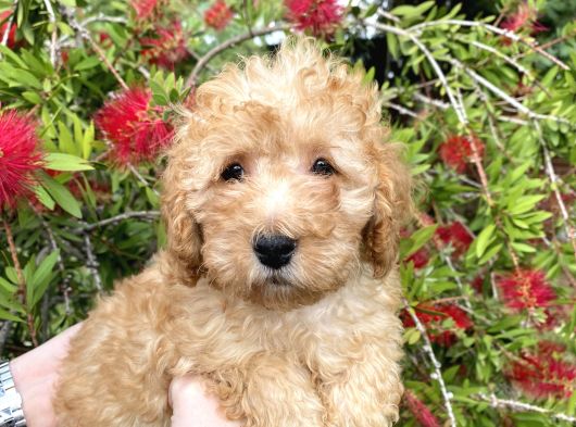Toy Poodle görsel