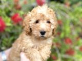 Toy Poodle