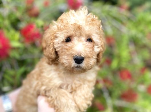 Toy Poodle görsel