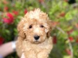Toy Poodle