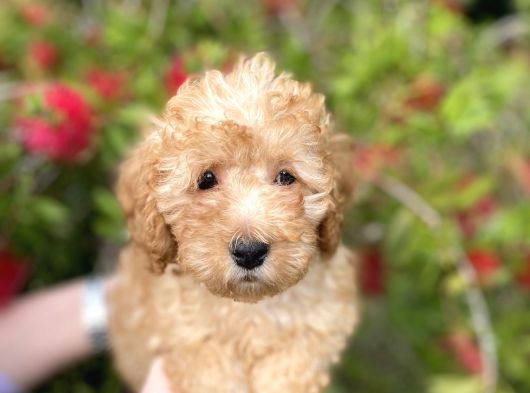 Toy Poodle görsel