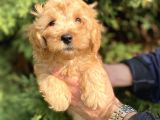 Maltipoo Bebekler