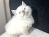 EVİNİZİN NEŞESİ OLACAK MİNİKLER