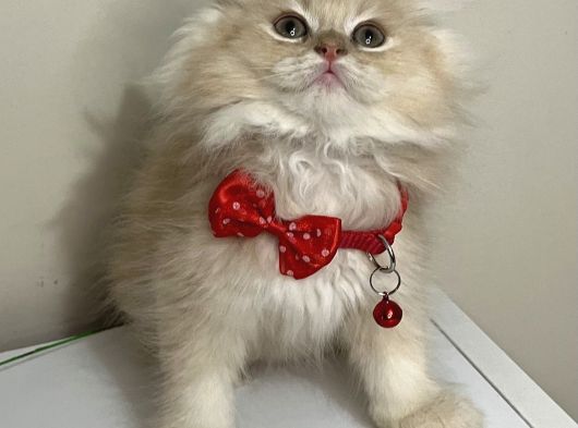 Evi̇ni̇zi̇n Neşesi̇ Olacak Mi̇ni̇kler görsel