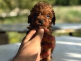 MICROTEACUP KOREA POODLE