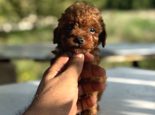 Microteacup Korea Poodle